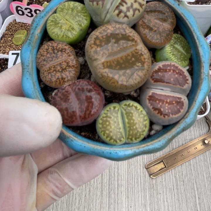 552多肉彩拼带盆lll