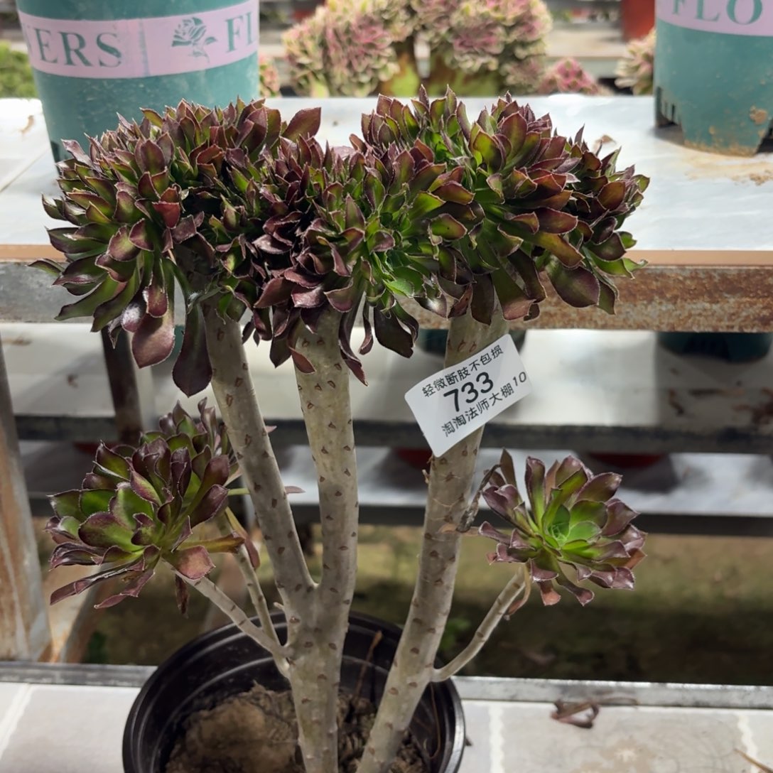 733黑法师缀化多肉植物