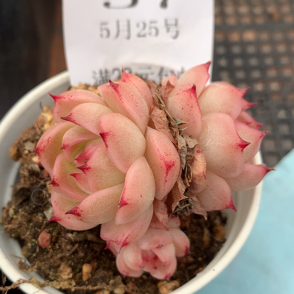 【闪购商品】云57号韩麦