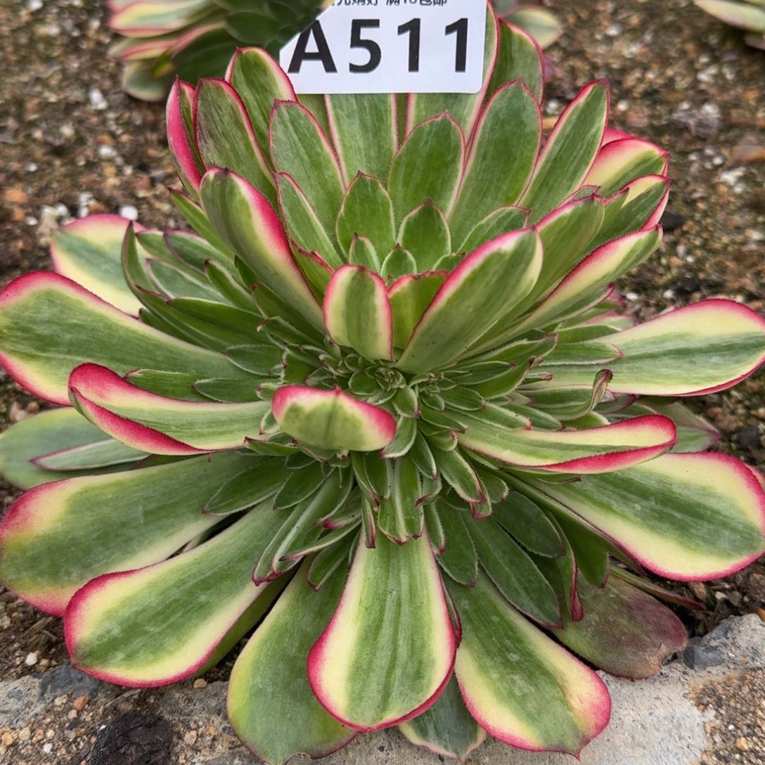 511瑶光多肉植物