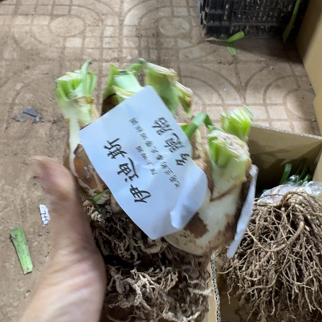 伊迪斯多包胎发发发
