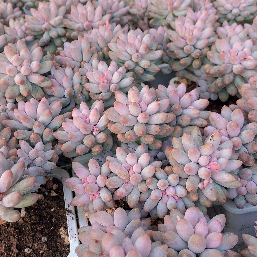 优选手指345677888999