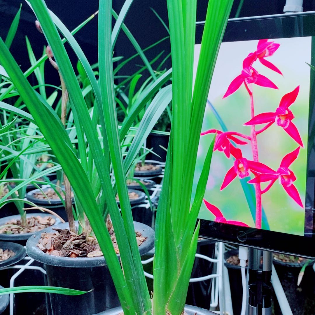 当前无花栽培后可以开花