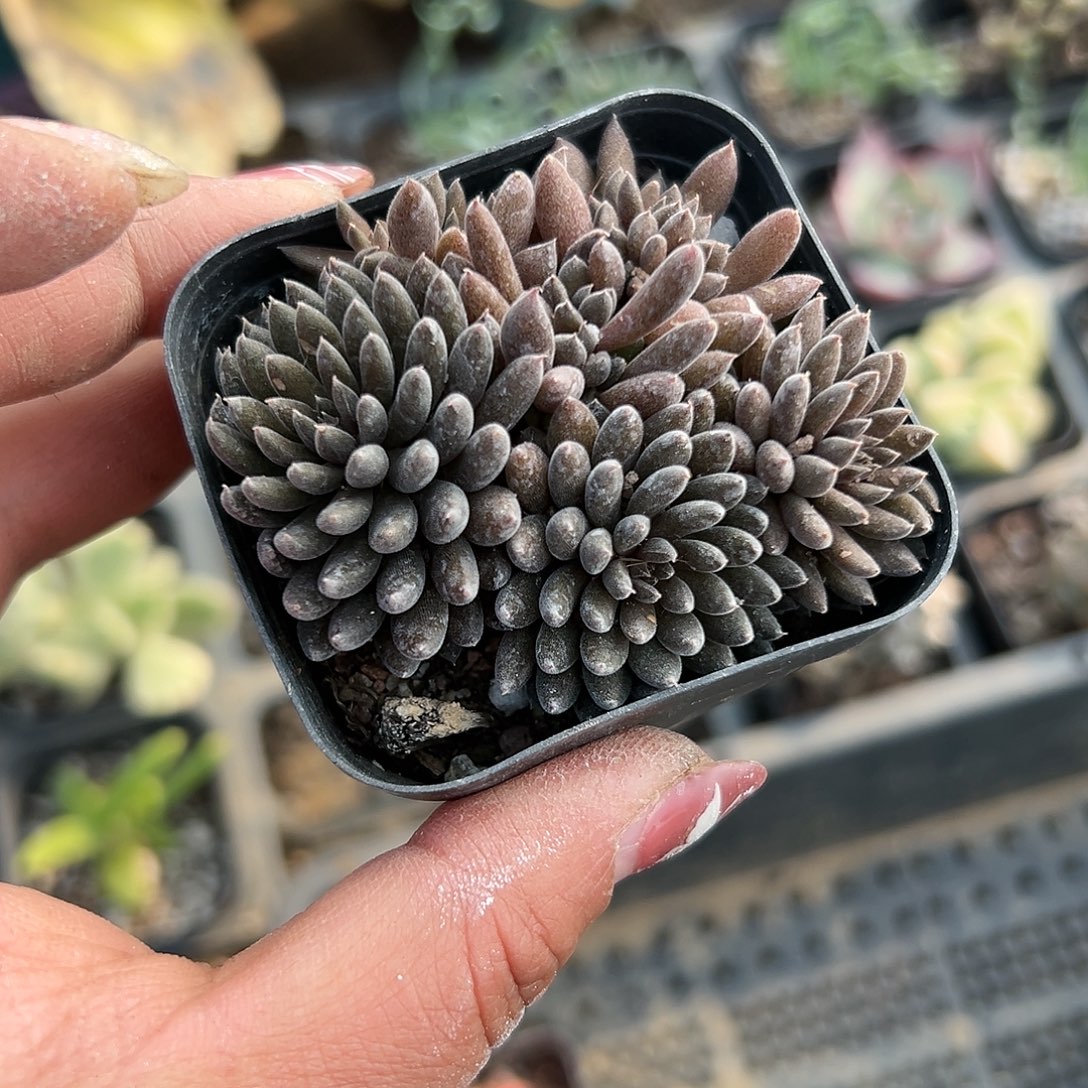 多肉植物颠石莲群