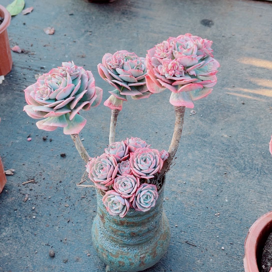 克罗地亚玫瑰一颗