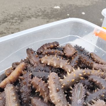 中国大陆即实海参十二三个头左右