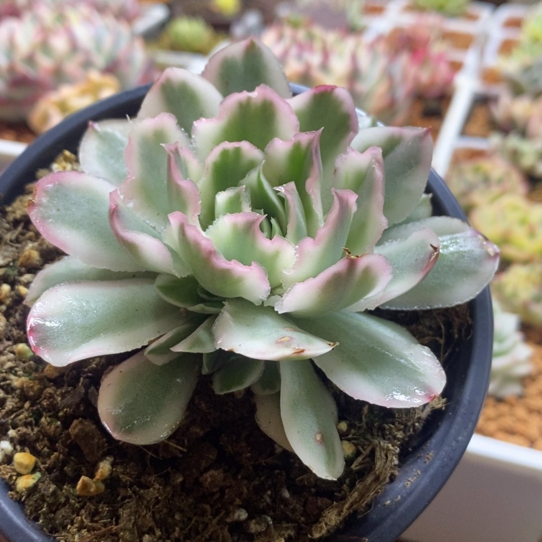 紫蝴蝶锦 3头多肉植物
