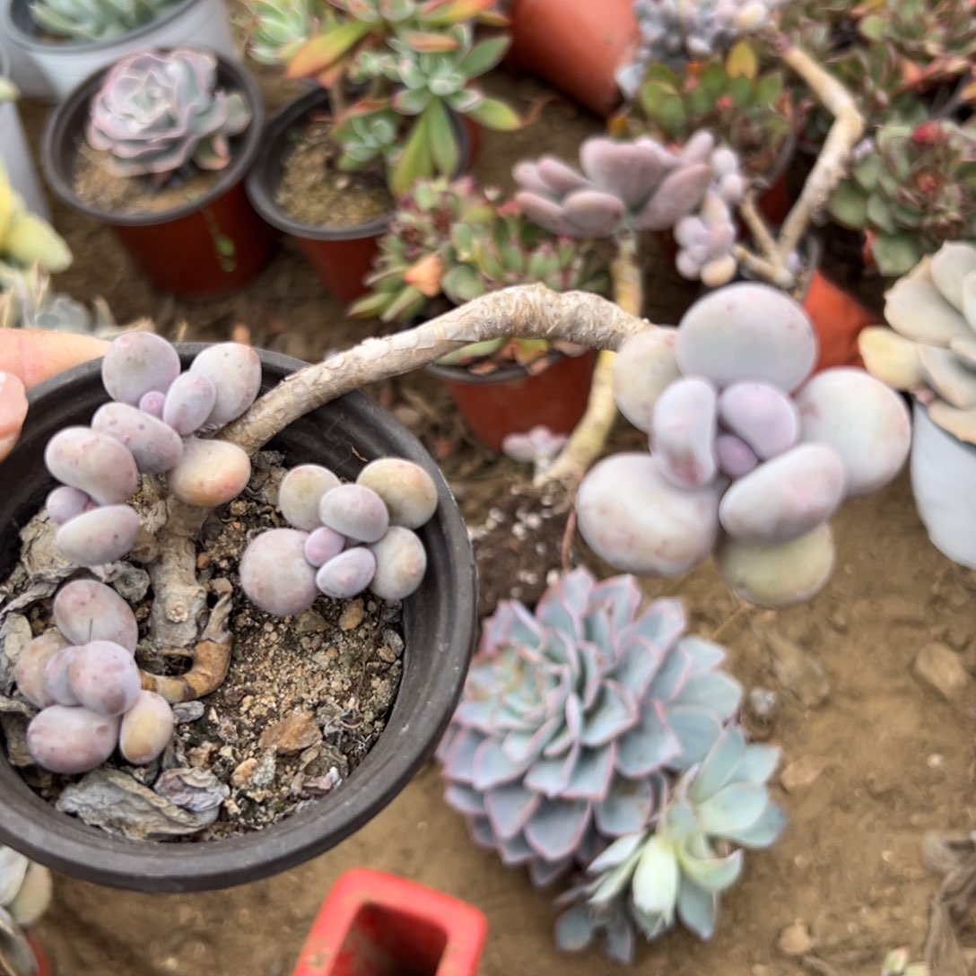 多肉植物多肉植物