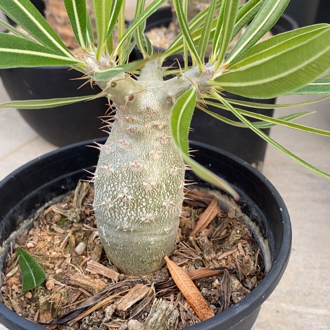 小象牙宫多肉植物盆栽