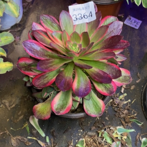 黑魔锦多肉植物3364