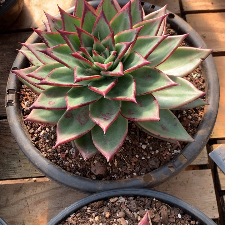 康***美肉特价活动开始啦