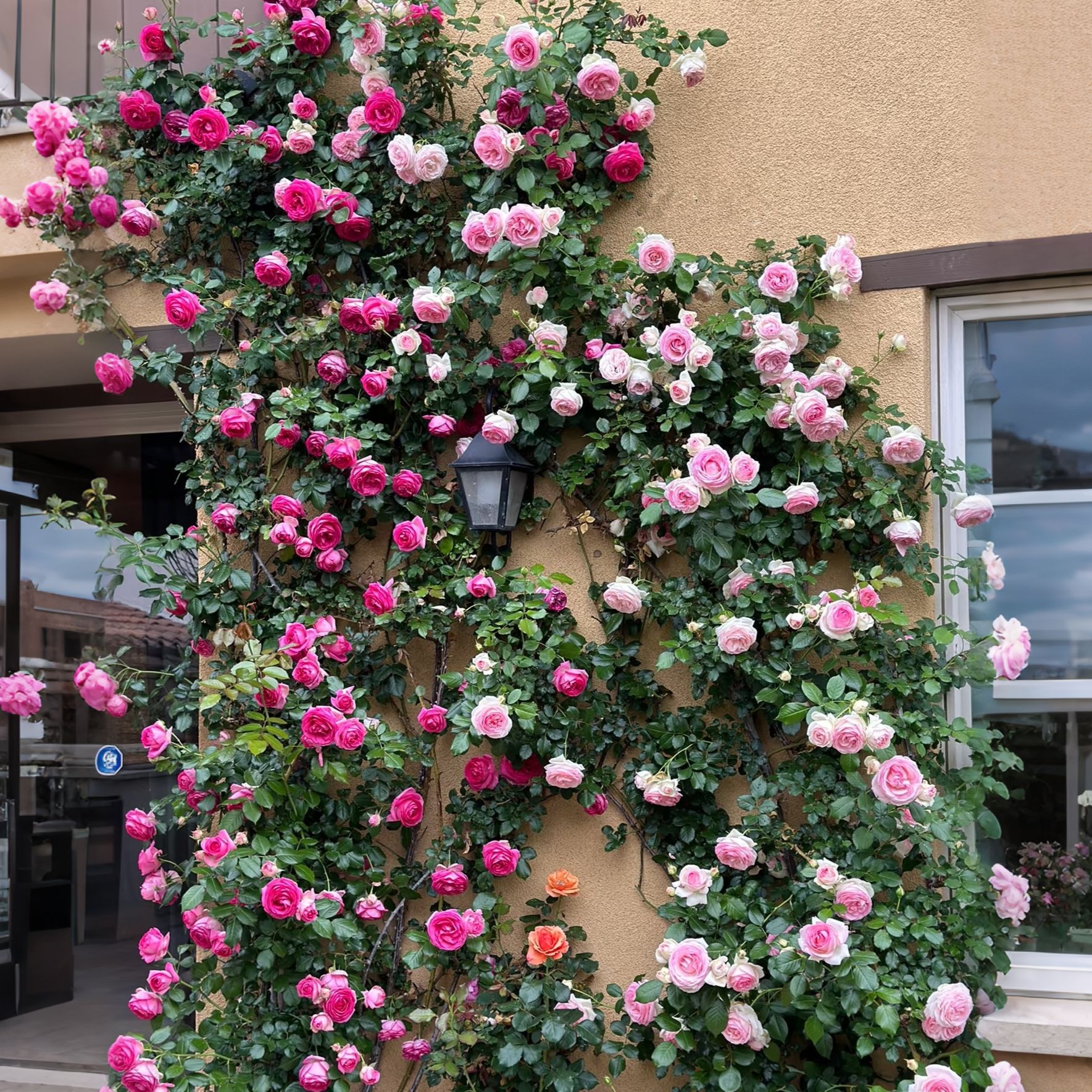 【买5送1】1.5米高 爬藤月季大苗藤本蔷薇浓香大花庭院耐寒多季开花