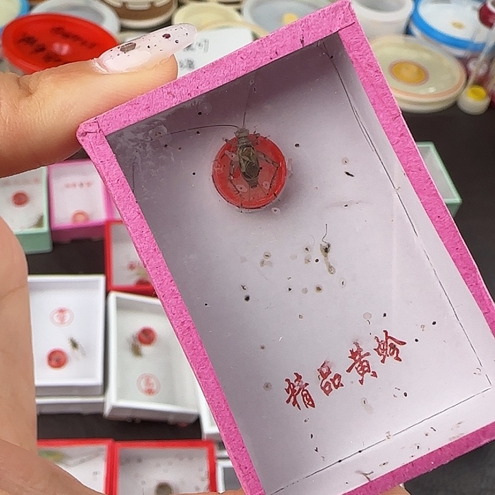 蟋蟀金蛉子一只————