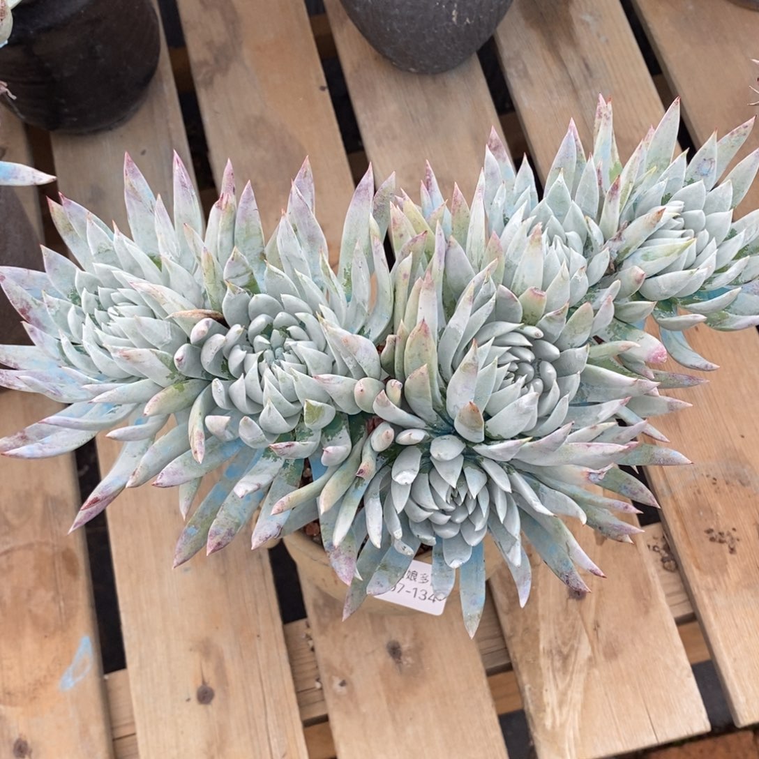 134号法瑞杂大群