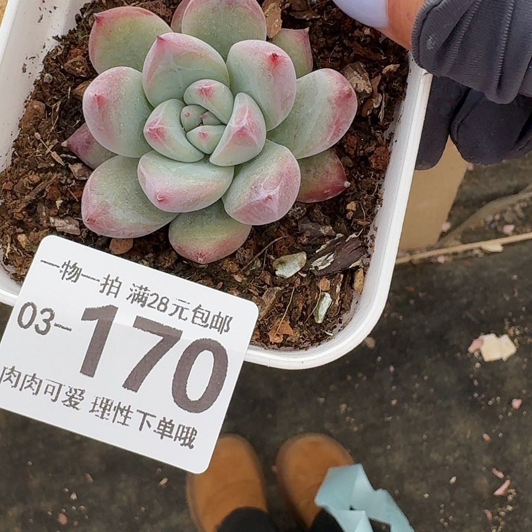 祖母绿无盆土发货无