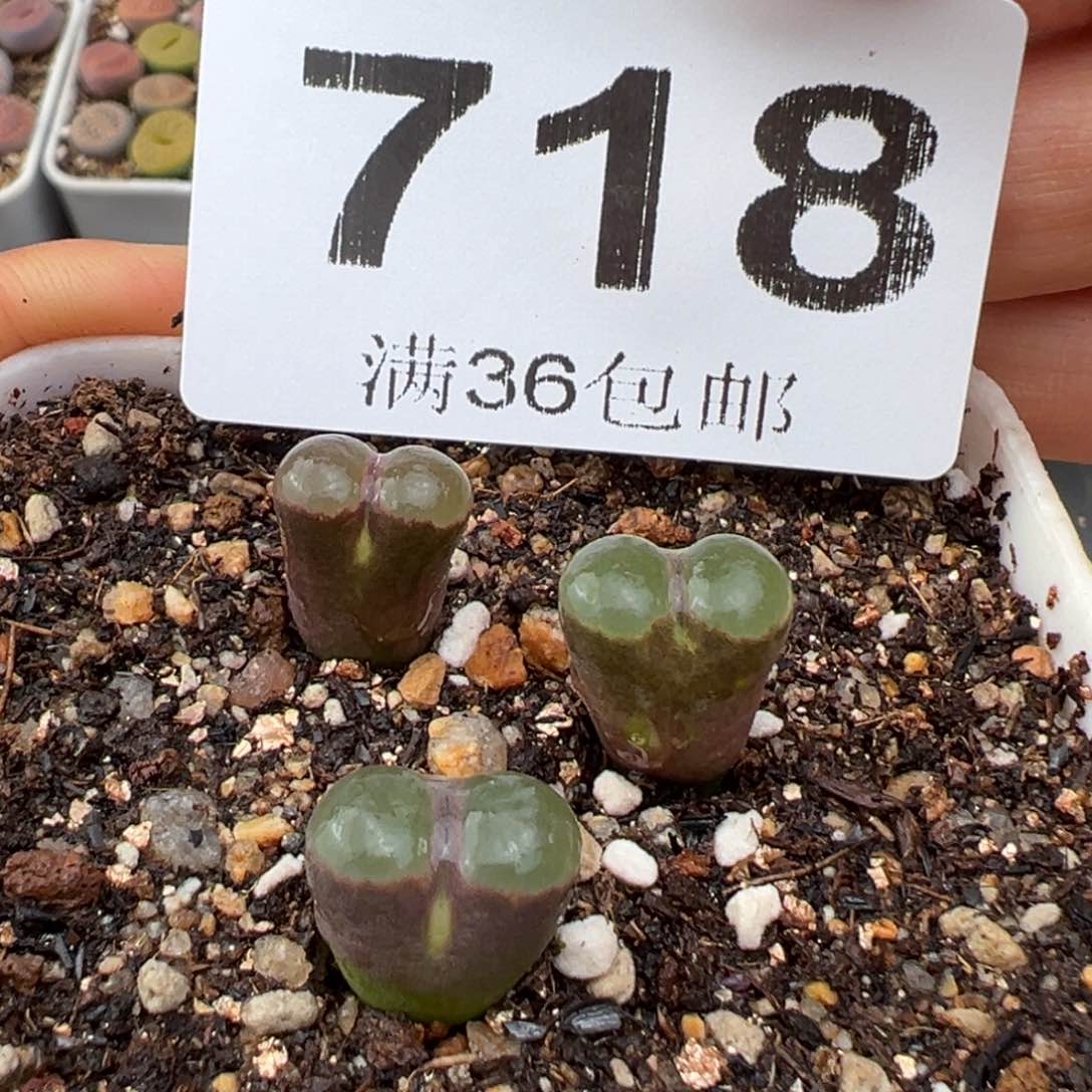 1.19好看的多肉718