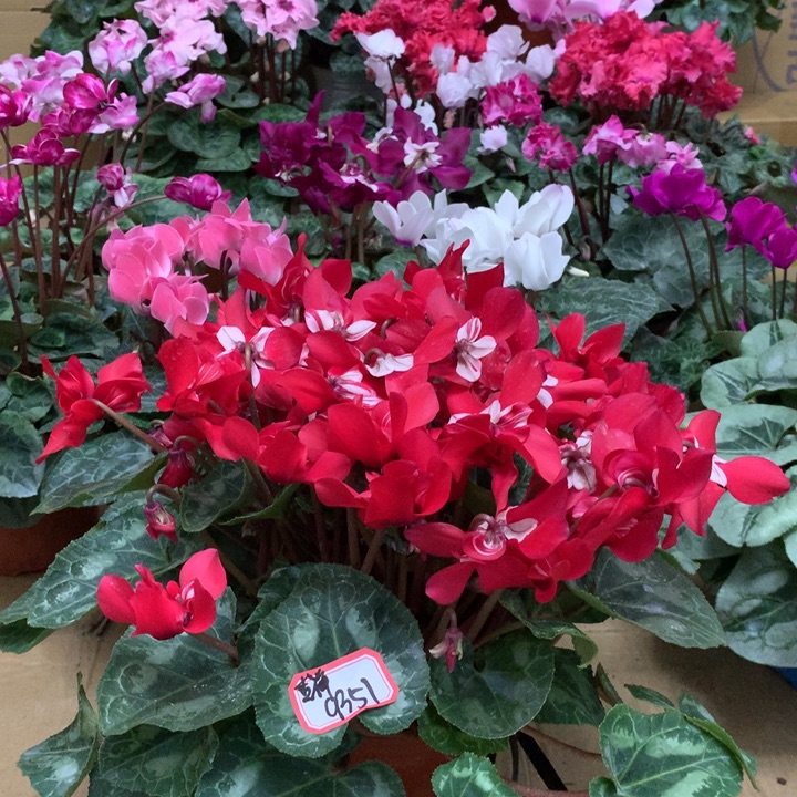 吉****无花朵开箱无问题后期无售后