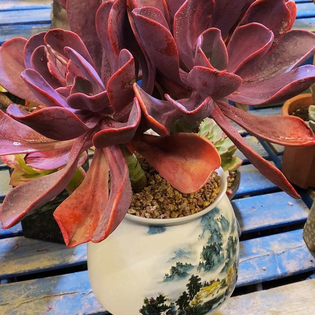 <****>老桩中提情多肉植物