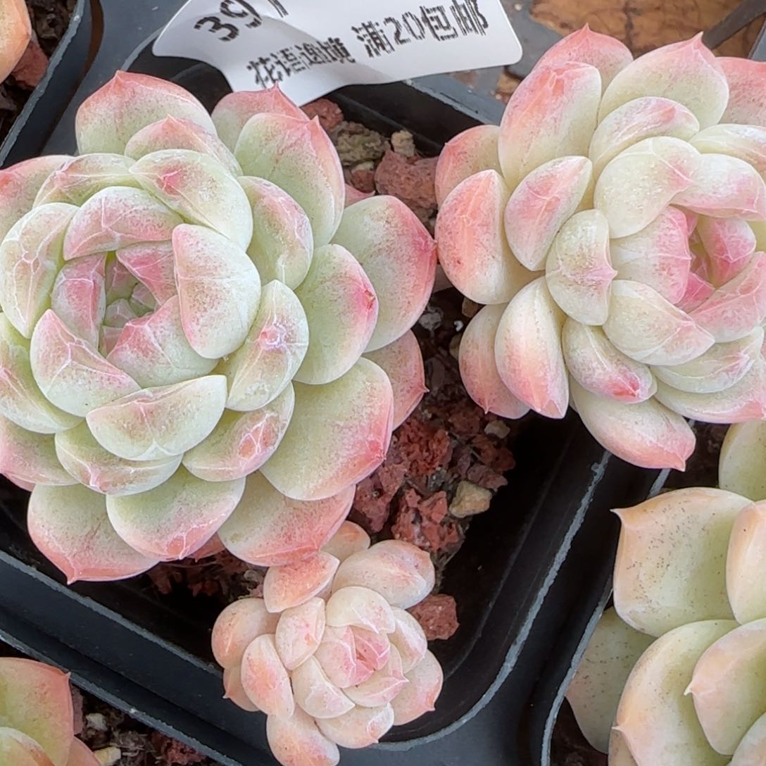 花语逸镜0212-391整