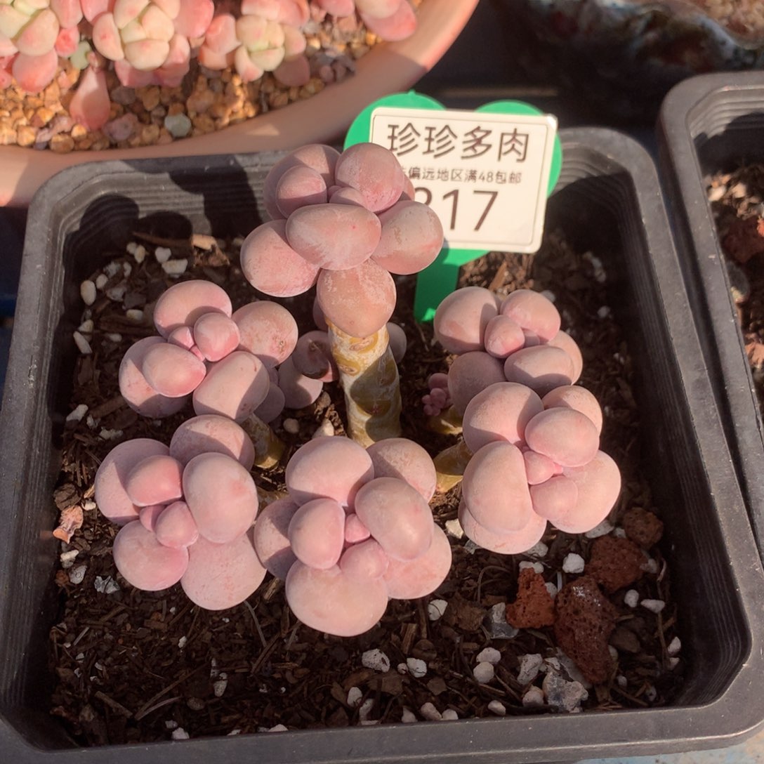 …烟美人老桩无砍317