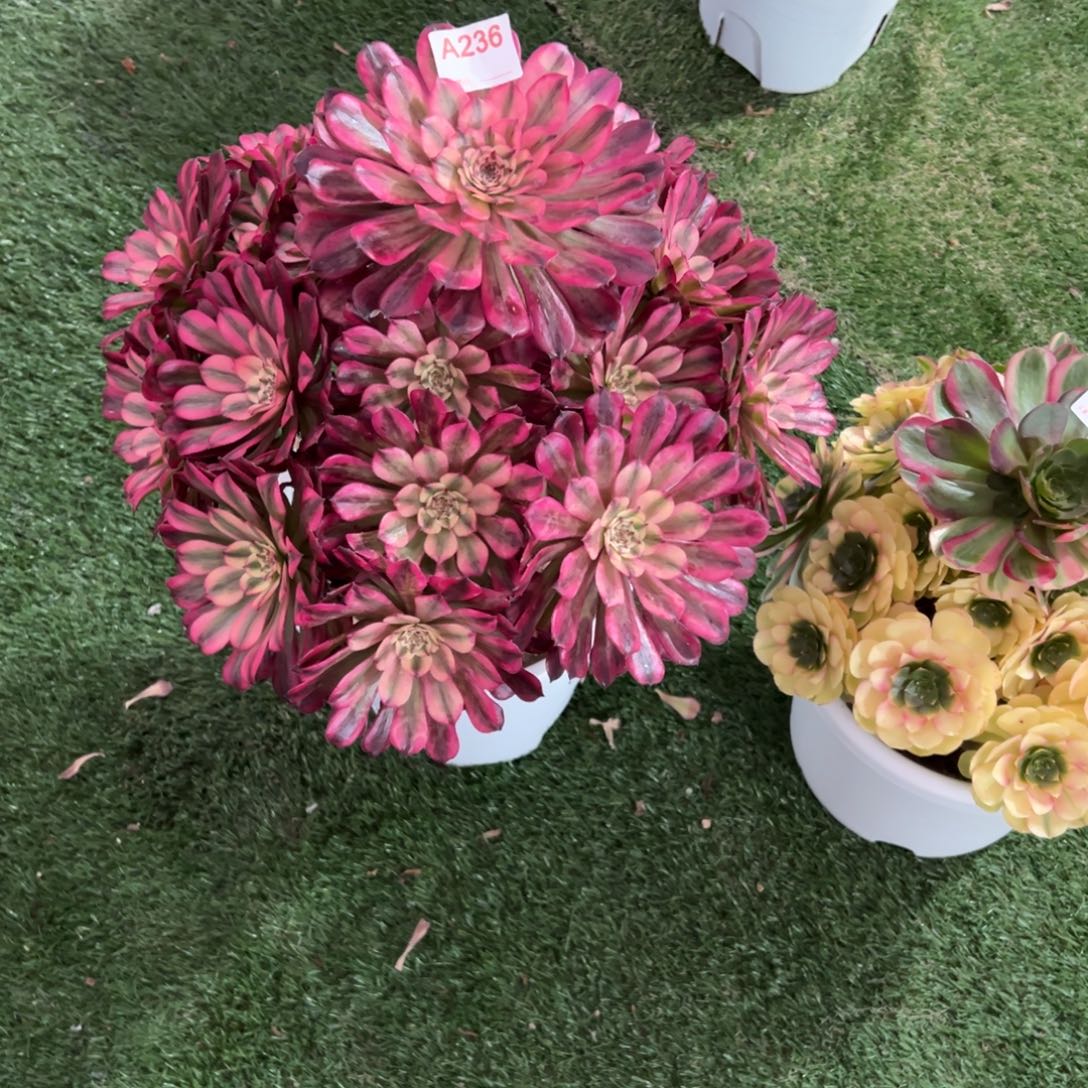 236，粉铜多肉植物法师