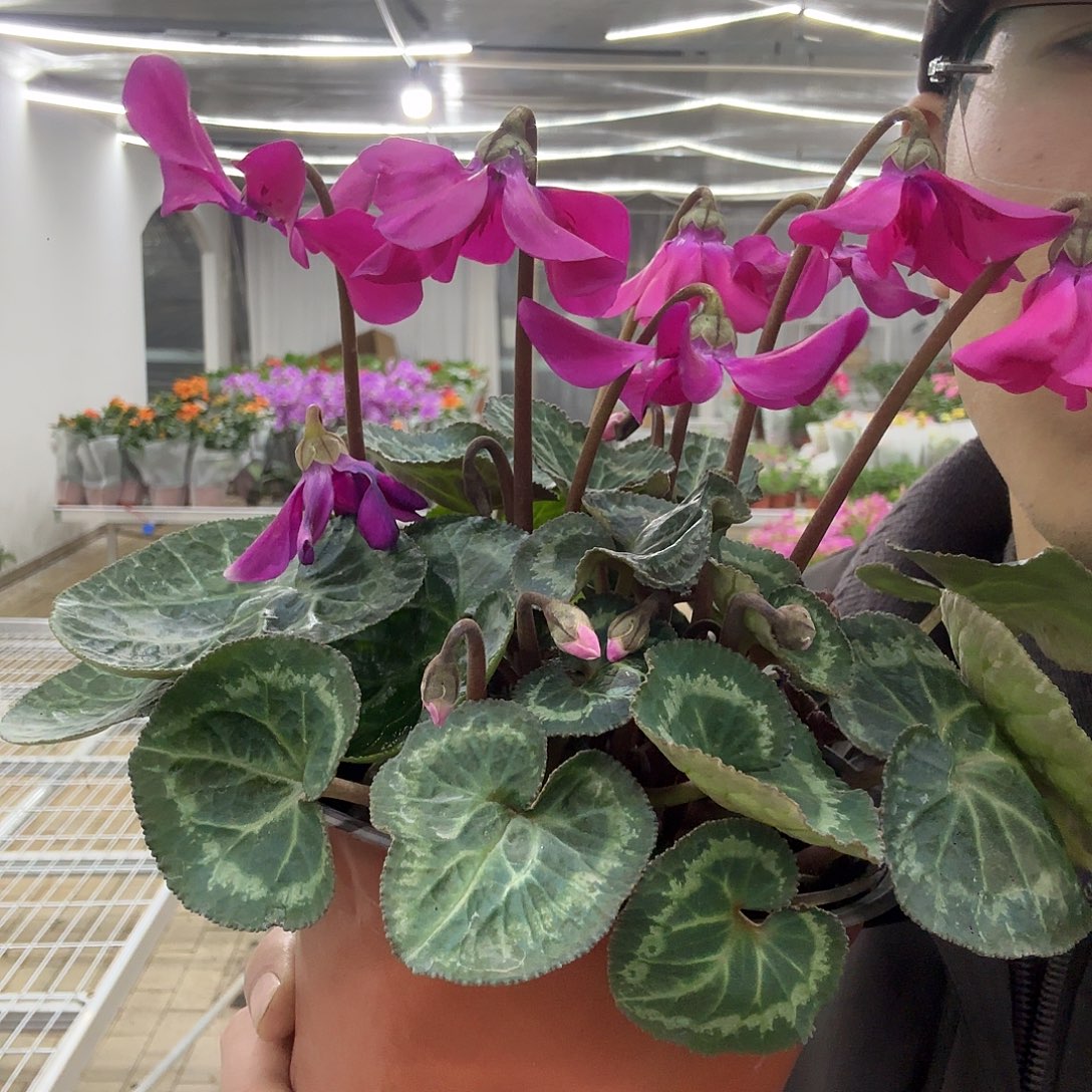 文***全部花苞紫色天使仙克莱