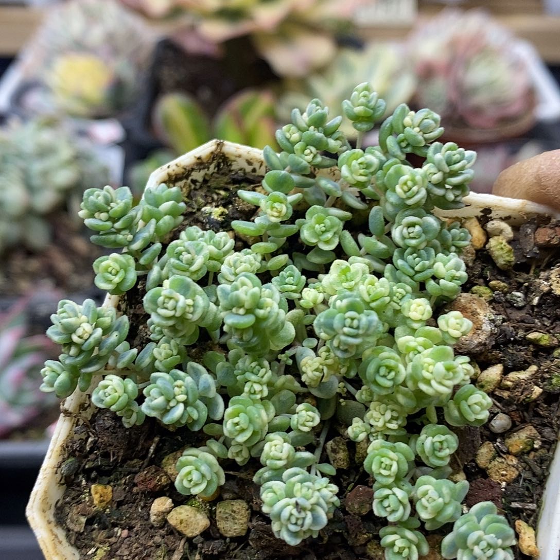 2315 姬星美人锦