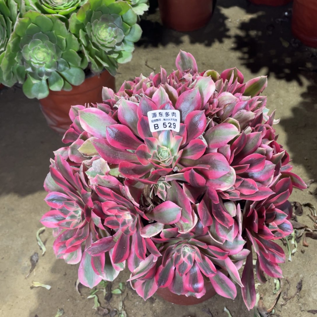 529女妖多肉法师断枝不包