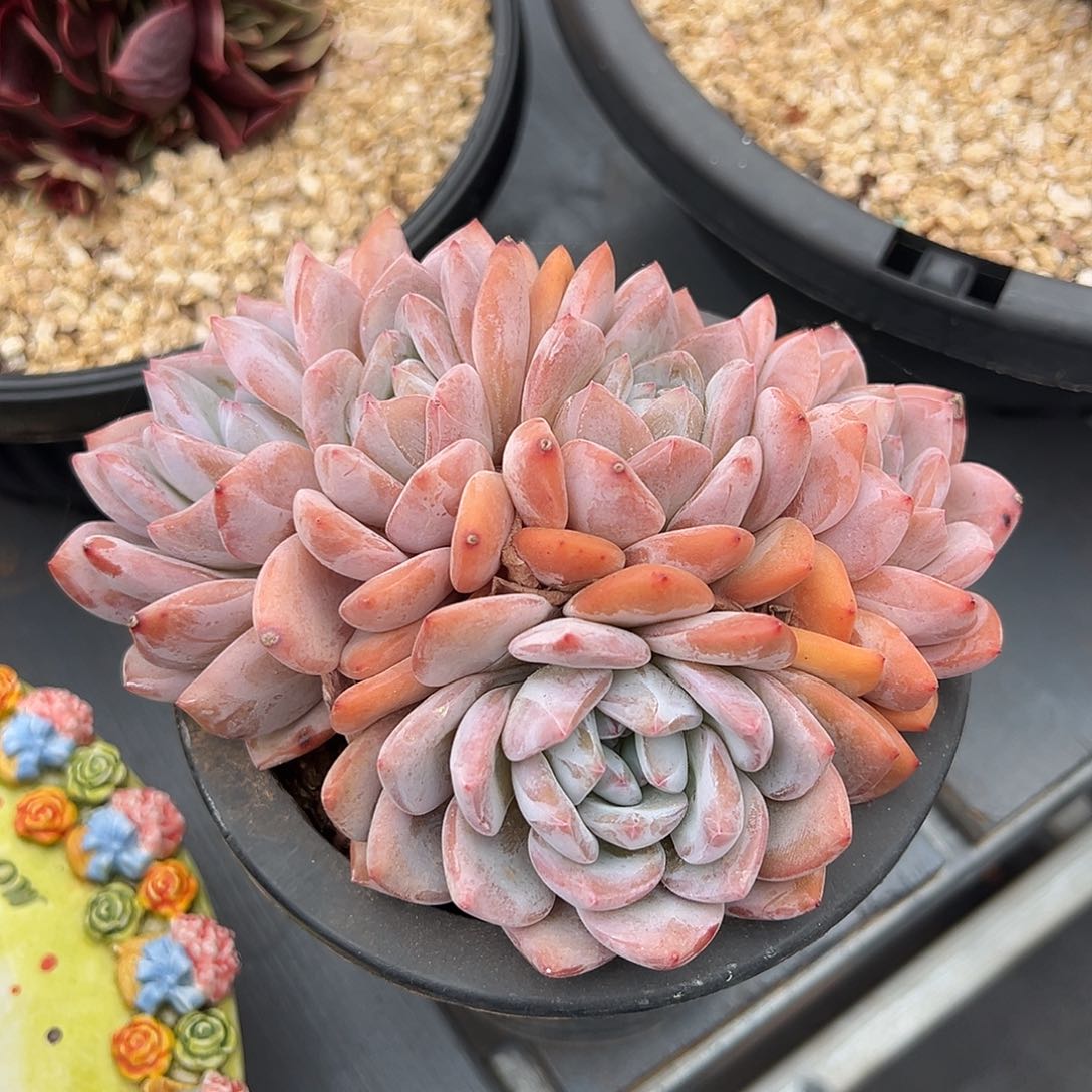 526-8星影朵朵缀