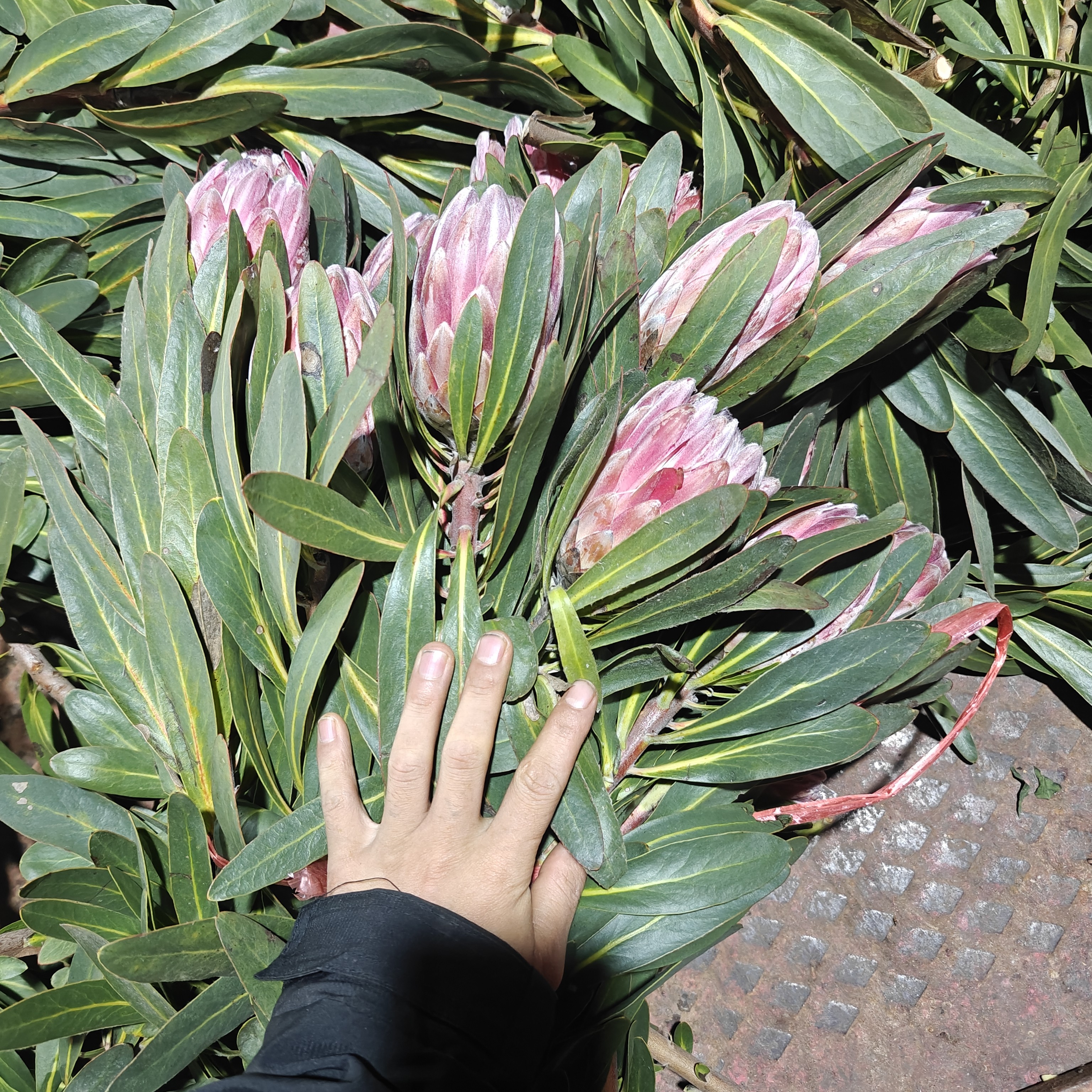 南非公主鲜花，顺丰冷链包邮