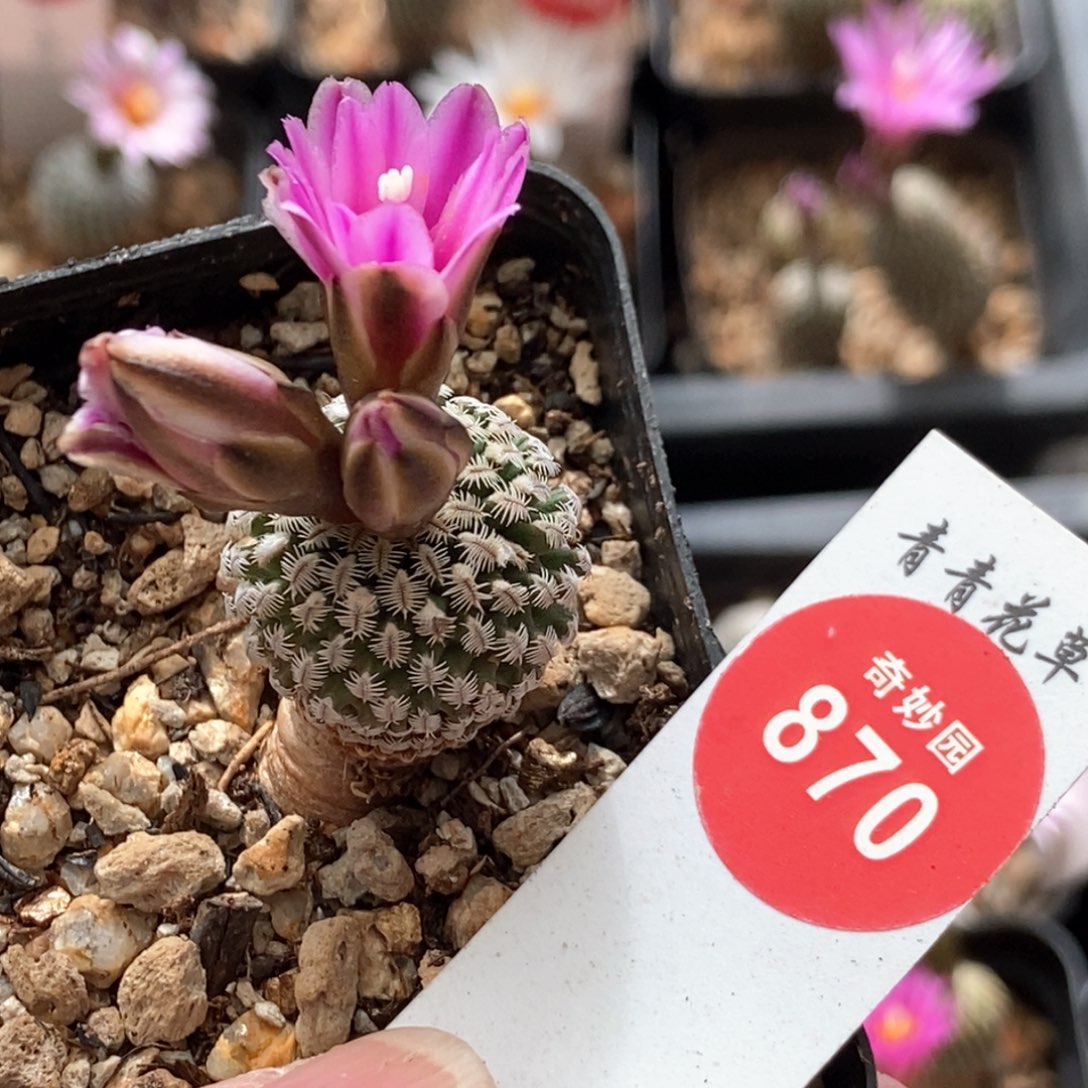 实生红花海胆娇丽一颗，