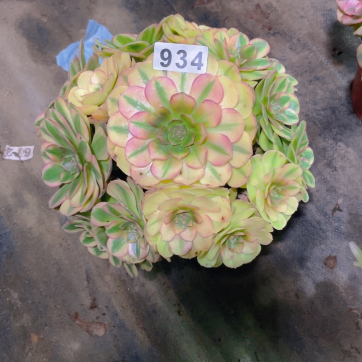 934老庄多肉法师雨荷