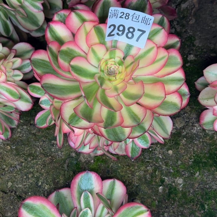 2987南倾城多肉植物