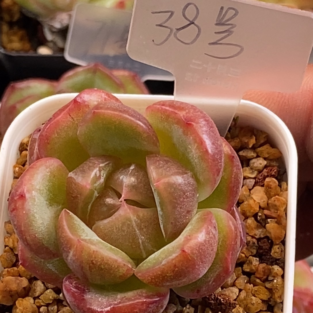 天官赐福百无禁忌