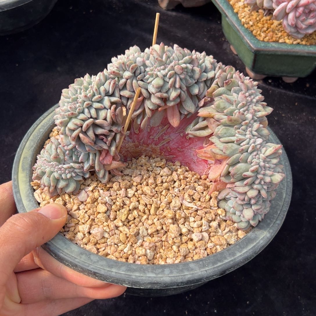 新年快乐 新年快乐