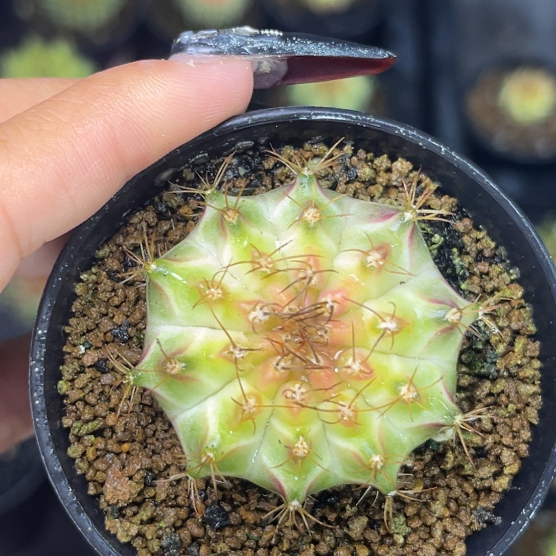 泰系白轮回 ，不周正福利