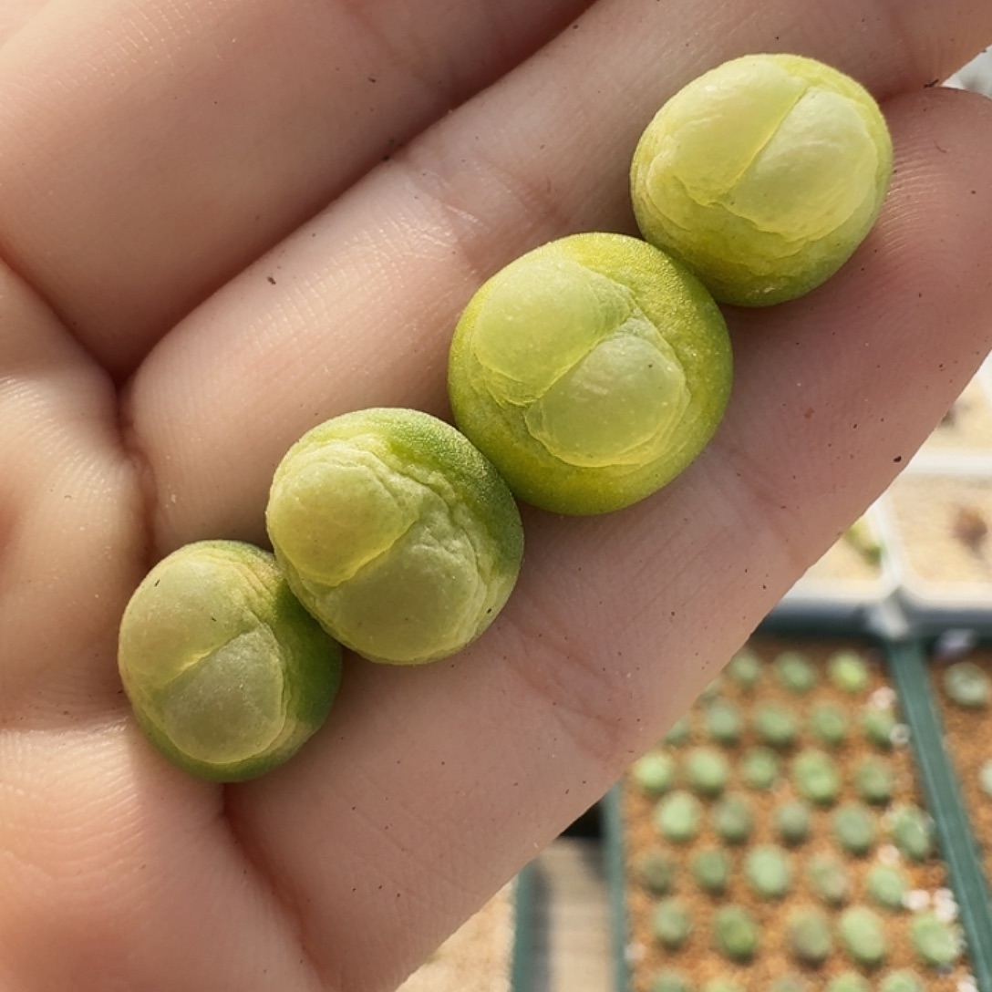 多肉植物福利风铃112