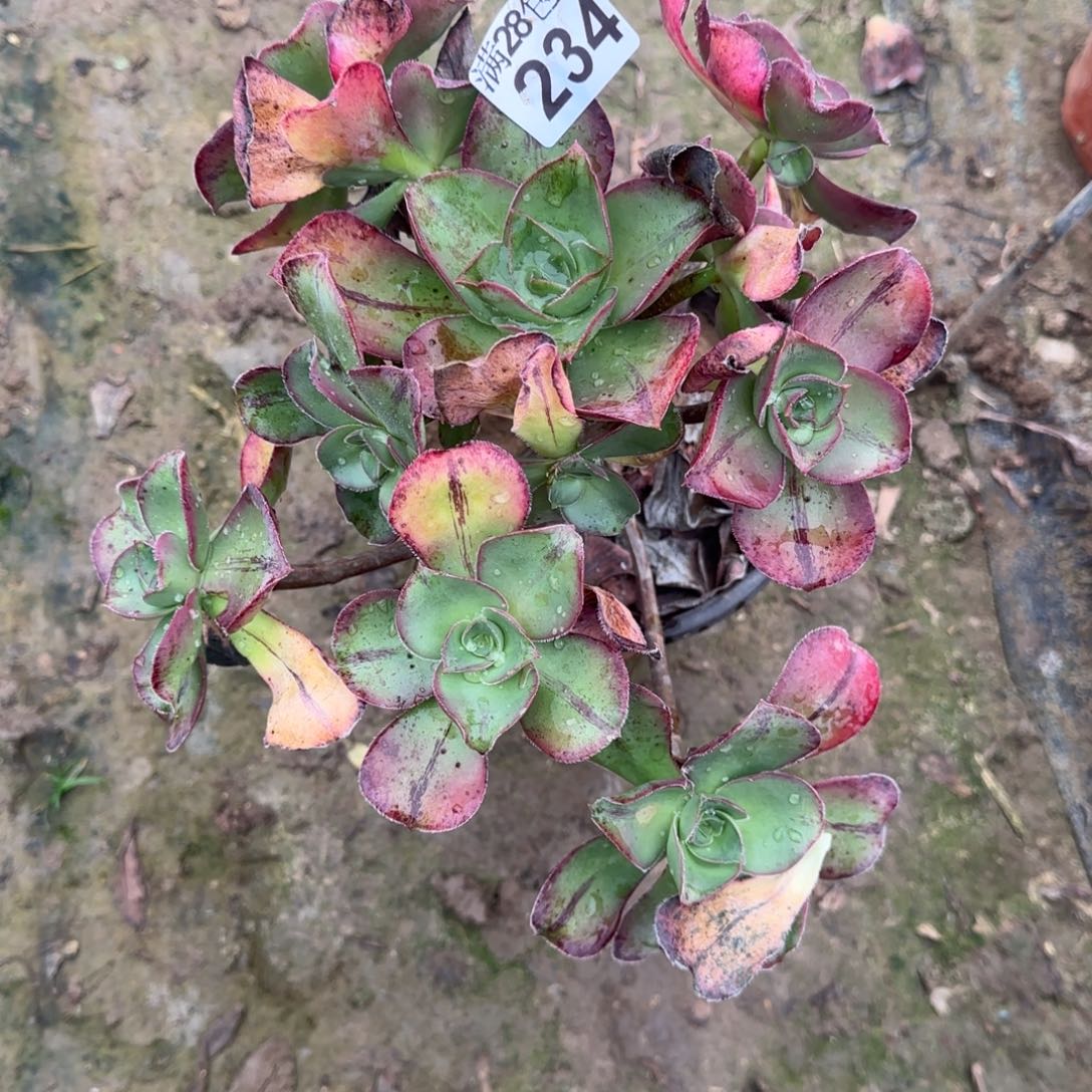 红富士多肉234满28包邮断枝不包