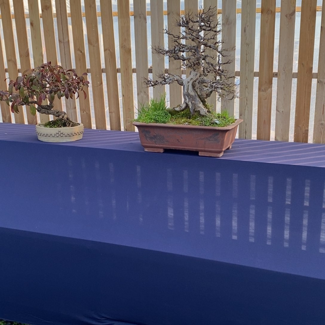 红陶红红火火过大年