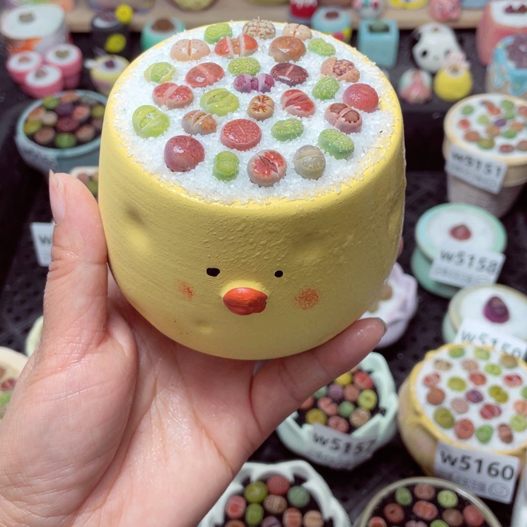 w5170 带盆土发货-零下地区拍保温箱