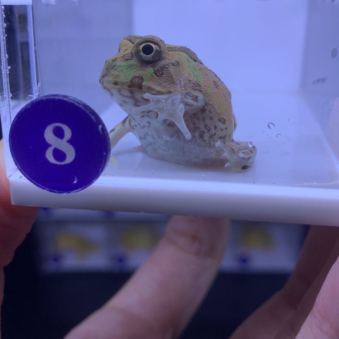 角蛙波子角蛙。      