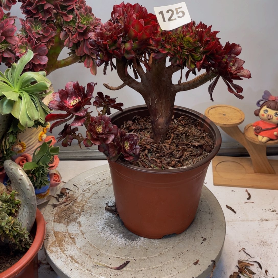 红***妨多肉植物美姬缀125