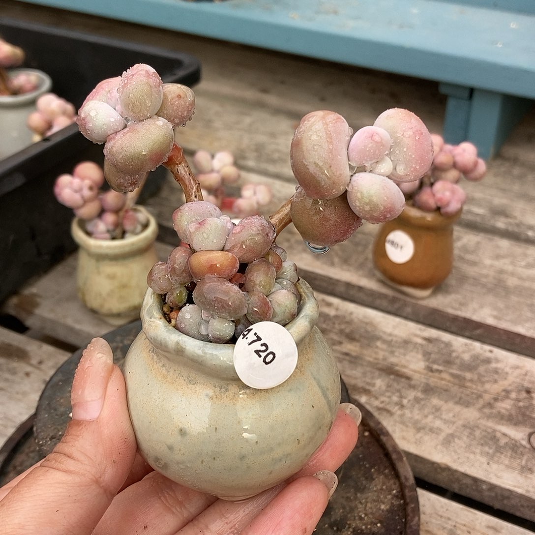 4720糖果腰子蛋带盆土