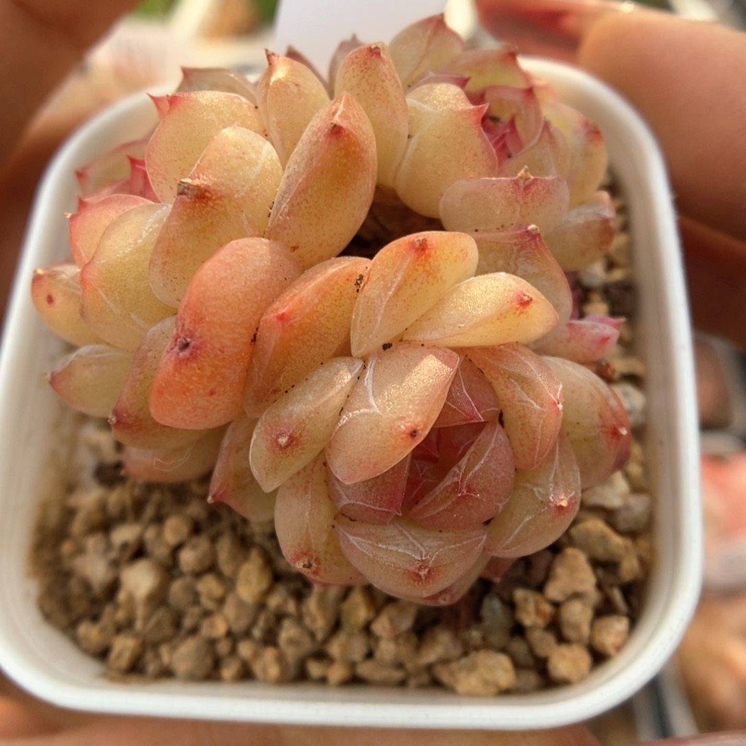 玉珠群生可拍941号。 