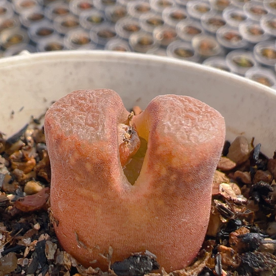 115多肉植物百科知识