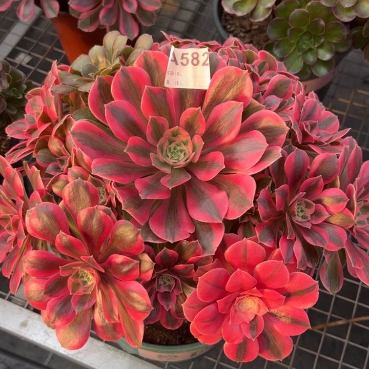 582粉女妖30厘米左右