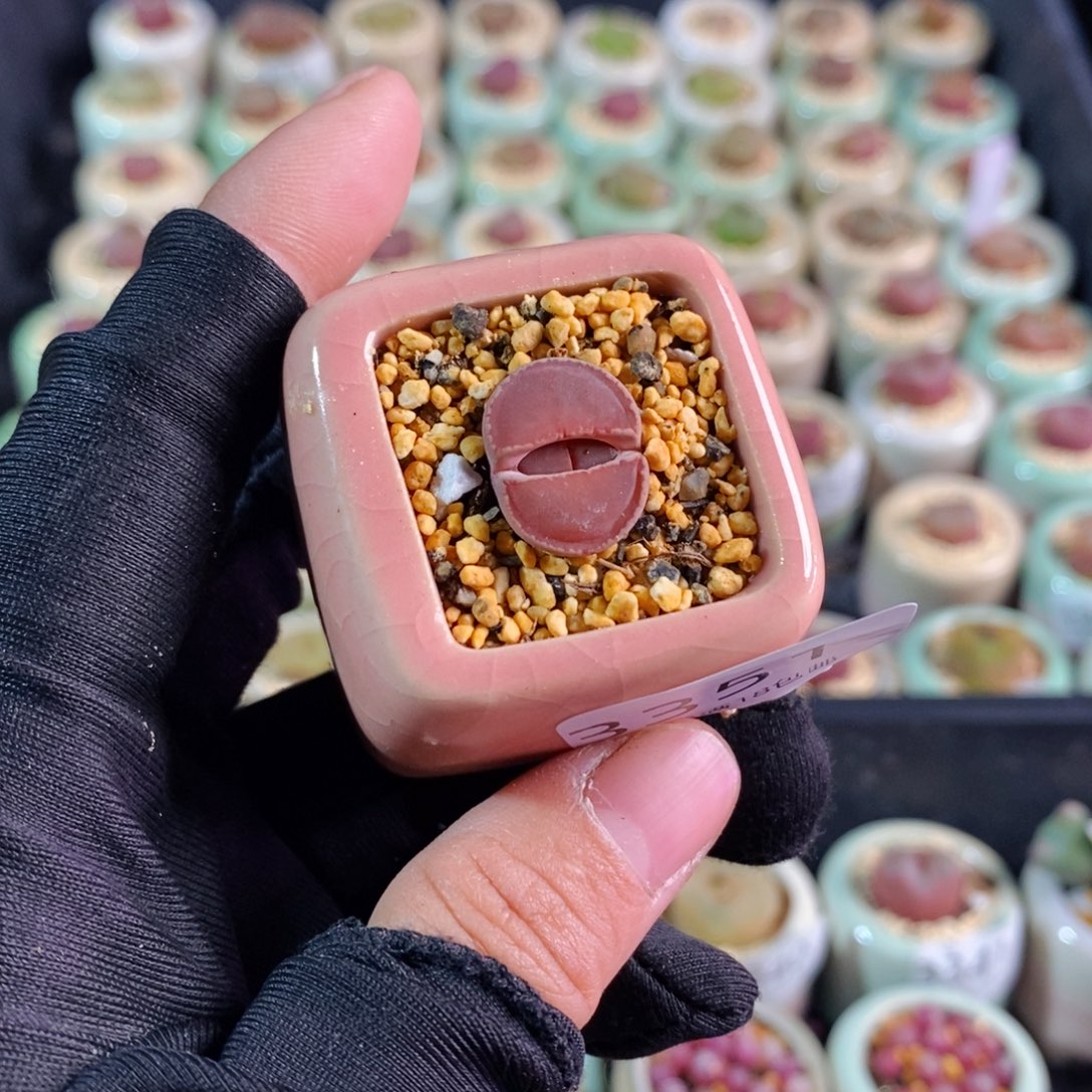 3351-一物一拍 带盆 