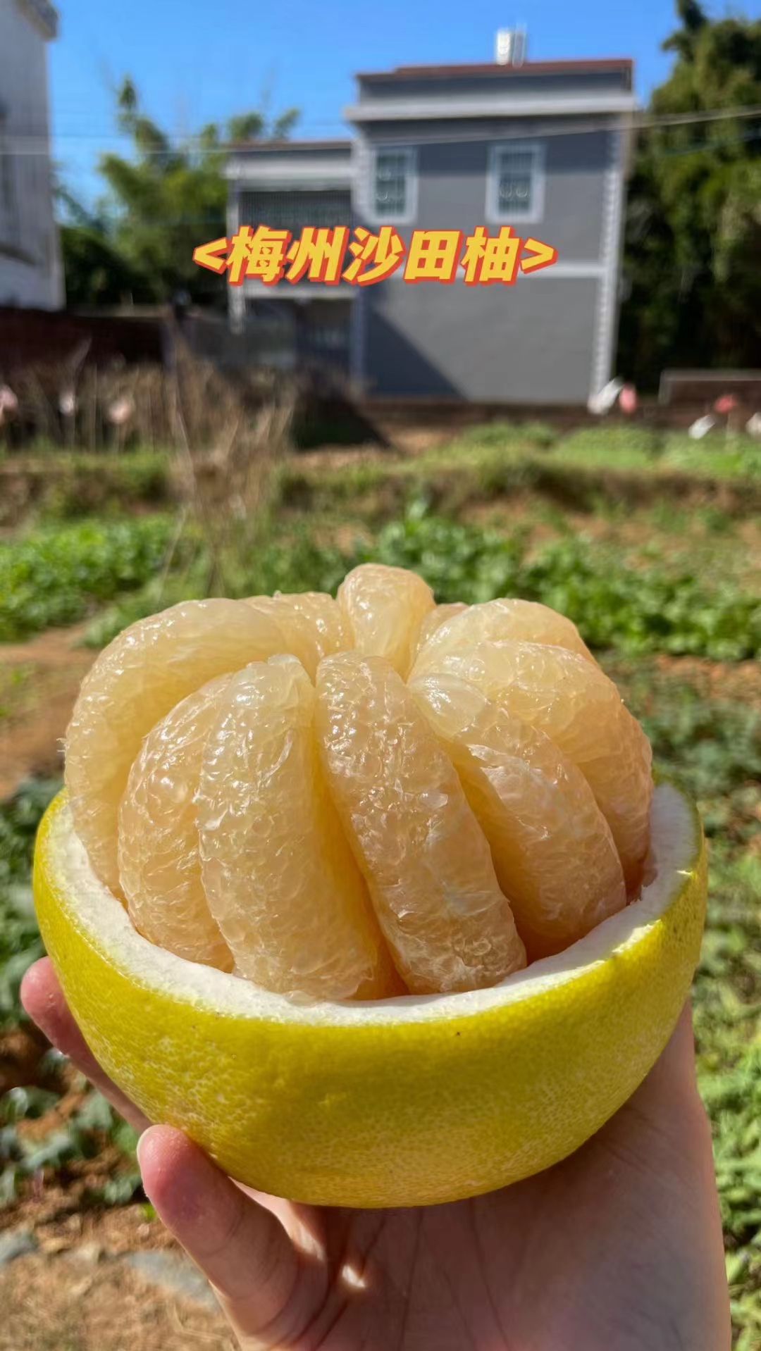 正宗梅州沙田柚白心大果新鲜当季香甜多汁~重