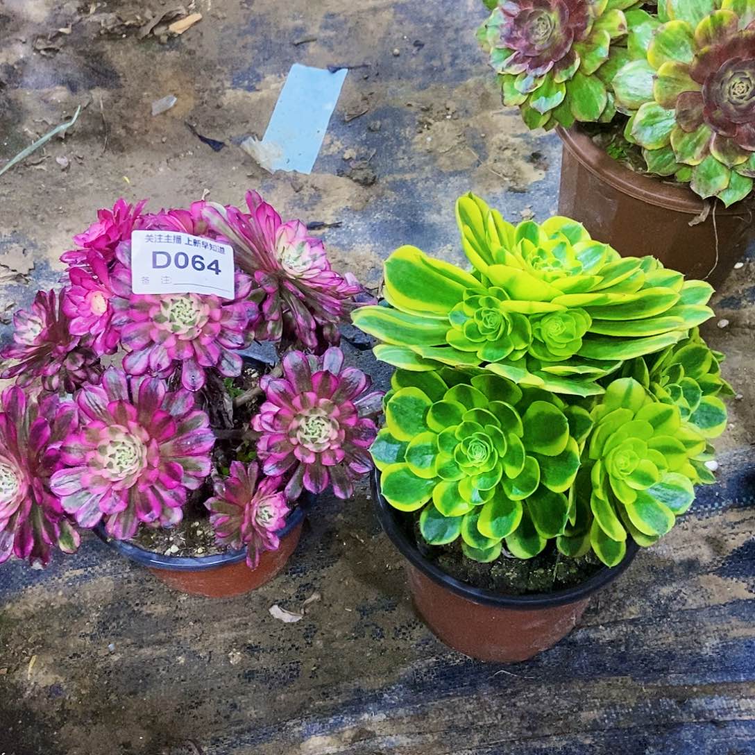 喜*儿多肉6400000000000000