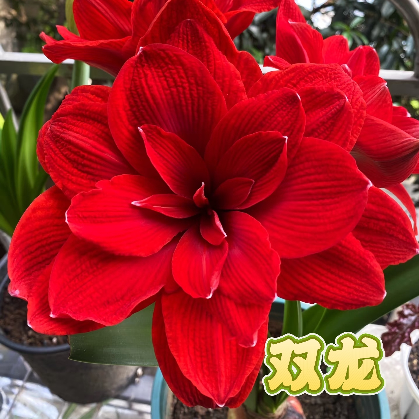【双龙】朱顶红秘鲁荷兰重瓣种球大花浓香室内盆栽四季开花植物